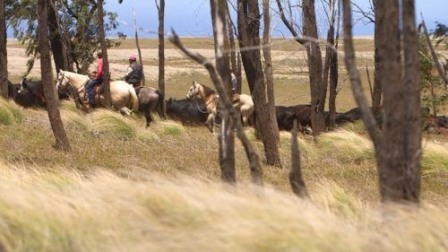 "Hawaï, une île de cow-boy"
