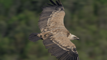 "Bienvenue chez les vautours", documentaire réalisé par le photographe animalier Emmanuel Rondeau.